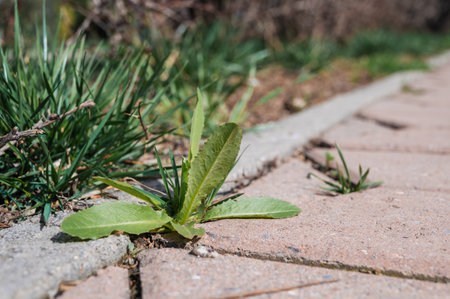 A green plant broke through the paving slabs.の写真素材