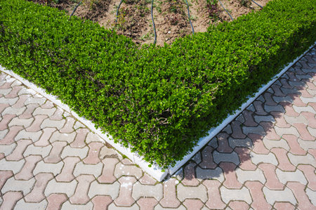 Hedge of Privet Bushes in natural lightの写真素材