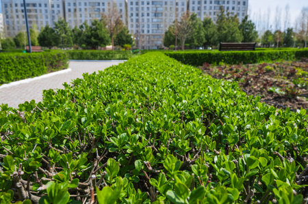 Fragment of a hedge of privet early spring.の写真素材