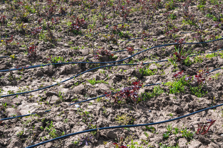 A row of plants after winteringの写真素材