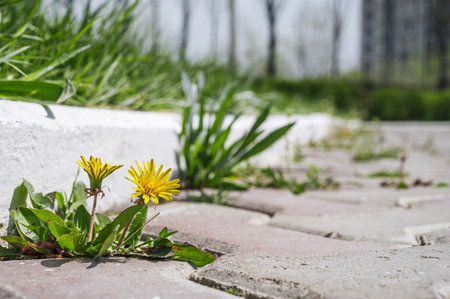 Yellow dandelion flowers push through the sidewalk slabs.の写真素材