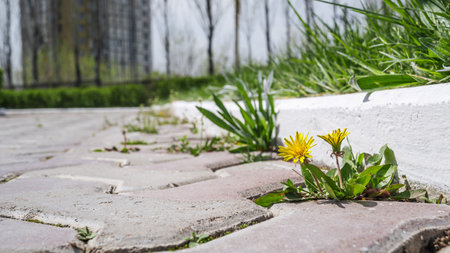 A small yellow dandelion bloomed on a concrete tile path, in the garden or on the street.の写真素材