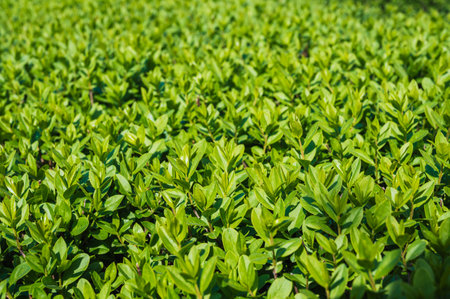 Hedge of Privet Bushes in natural light close-upの写真素材