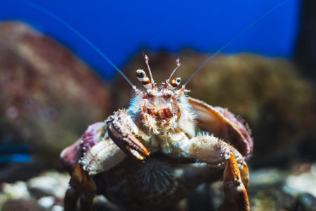 spanner crab in a saltwater aquariumの写真素材