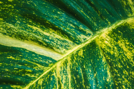 background texture green leaf structure macro photographyの写真素材