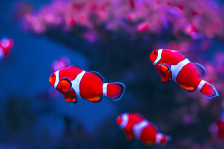 Clownfish on a blue background in an aquarium.の写真素材