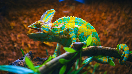 Close-up of the veiled chameleon is a species of chameleons native to the Arabian Peninsula.の写真素材