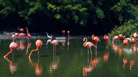 Pink long-legged flamingos in a pond. Panoramic backgroundの写真素材