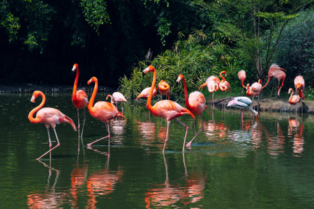 Pink long-legged flamingos in a pond.の写真素材