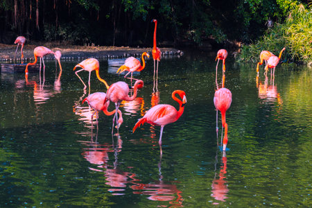 A group of pink long-legged flamingos in a pond.の写真素材