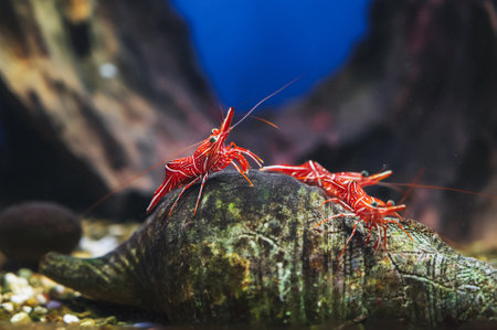Nice vivid sea Rhynchocinetes durbanensis dancing camel shrimp in saltwater tankの写真素材