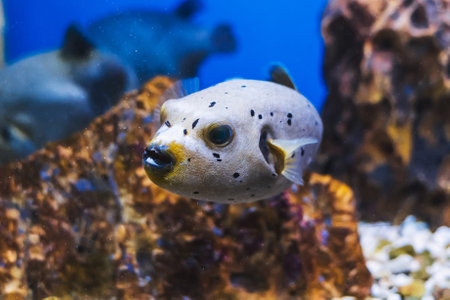 Black-spotted puffer in auquarium with sea waterの写真素材