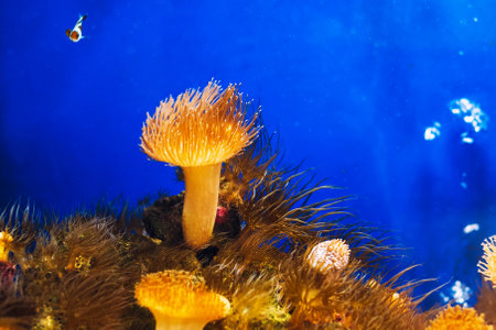 Sea anemone, an earth flower in a saltwater aquariumの写真素材