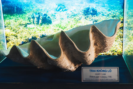A giant clam shell at the Nha Trang Oceanography Museum, Vietnam.の写真素材