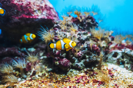 Close up of Clownfish In Marine Aquariumの写真素材