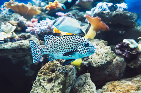 The harlequin sweetlips fish in an aquarium closeupの写真素材