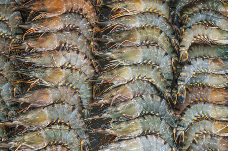 Raw fresh shrimp lying in straight rows. Top viewの写真素材