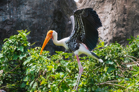 A shot of a painted stork bird.の写真素材