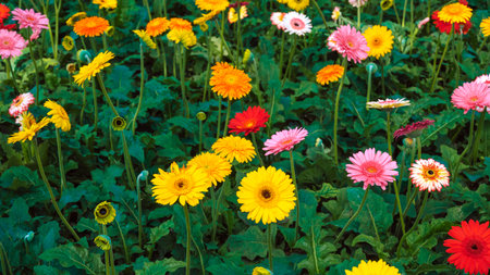 floral background of bright multicolored flowering gerberas growing in the gardenの写真素材