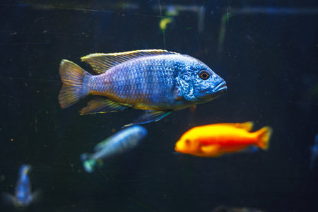 colorful fish swimming in a large aquarium