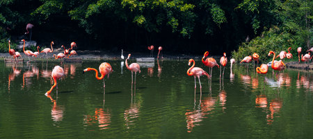 Pink long-legged flamingos in a pond. Panoramic backgroundの写真素材