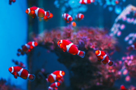 Clownfish on a blue background in an aquarium.の写真素材