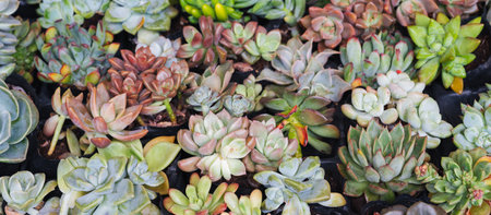 A variety of potted succulents at the indoor plant fair. Panoramic viewの写真素材