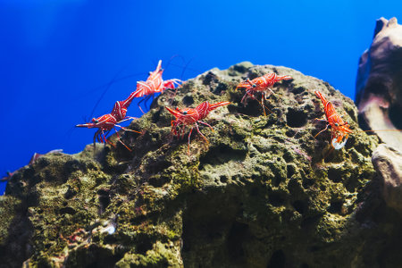 Nice vivid sea Rhynchocinetes durbanensis dancing camel shrimp in saltwater tankの写真素材