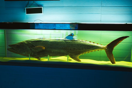 A sample of a giant seerfish on display at the Museum of Oceanography in Nha Trang, Vietnam