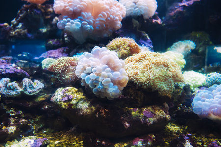 A picturesque coral reef at the bottom of a saltwater aquariumの写真素材