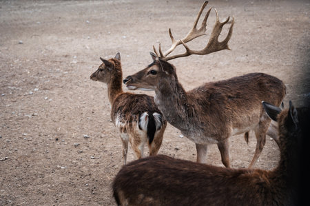 A deer and fawns in an enclosure in a park on a summer dayの写真素材