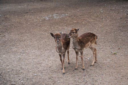 Fawns frolic in the zoo enclosure