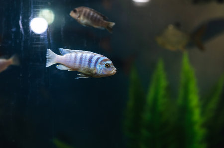 A close-up shot of tropical fish in a large aquarium, a colorful underwater seascapeの写真素材