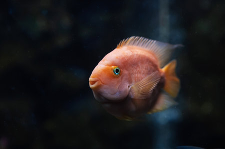 A close-up shot of a fish in a large aquarium, a colorful underwater seascape
