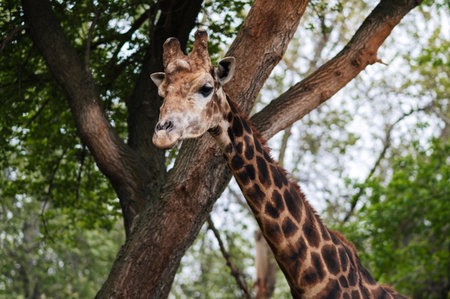 A close-up shot of a giraffe in a zoo with treesの写真素材