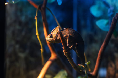 A green chameleon sits on a branchの写真素材