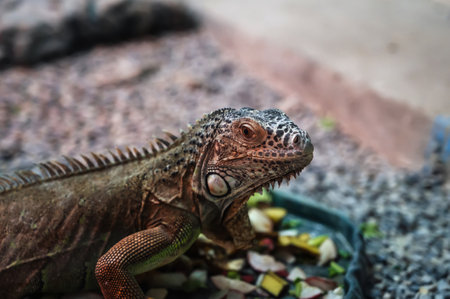 A large iguana in a terrarium.の写真素材