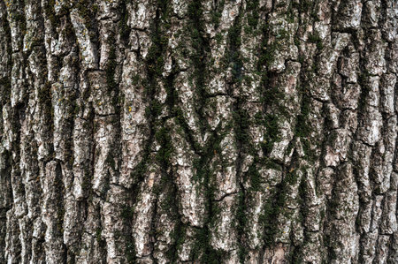 bark of old deciduous tree close-up. texture. abstract backgroundの写真素材