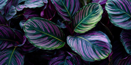 horizontal macro image of tropical calathea leaves with vibrant purple and green veins, creating a decorative natural patternの素材