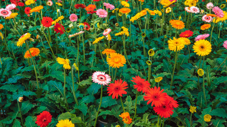 floral background of bright multicolored gerberas growing in the garden