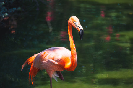 Elegant pink flamingo standing in calm water with natural reflection