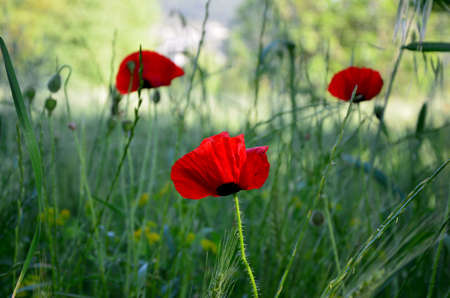 red poppyの写真素材