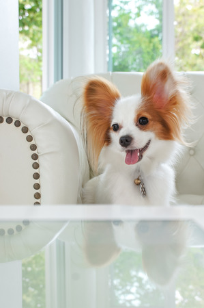 Continental Toy Spaniel Papillon Dogの写真素材