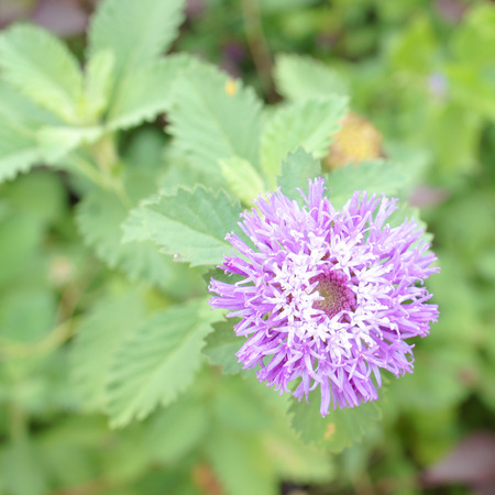 Brazilian Button Flowerの写真素材