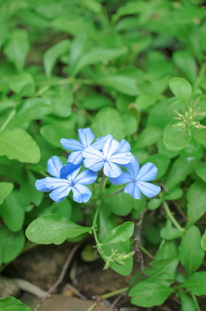 Plumbago Flowerの写真素材