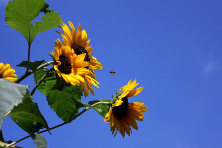 Sunflowers in the wind and sun, Pollinating beeの写真素材