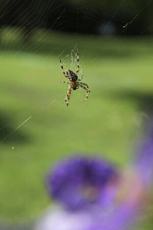 spider waiting for the fly, flowering and grassy garden as backgroundの写真素材