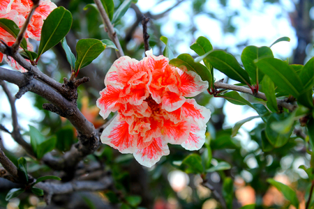 Shining pink flowers on a treeの写真素材