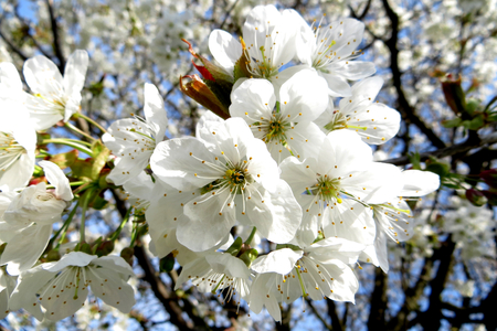 Flowers of cherry treeの写真素材