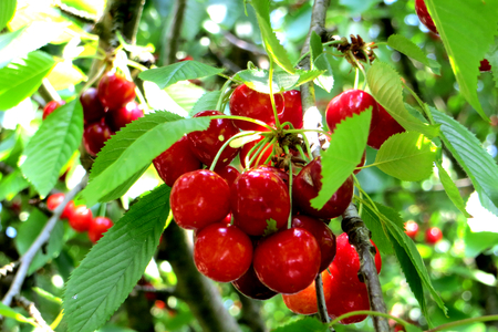 Ripe cherry fruits on a treeの写真素材